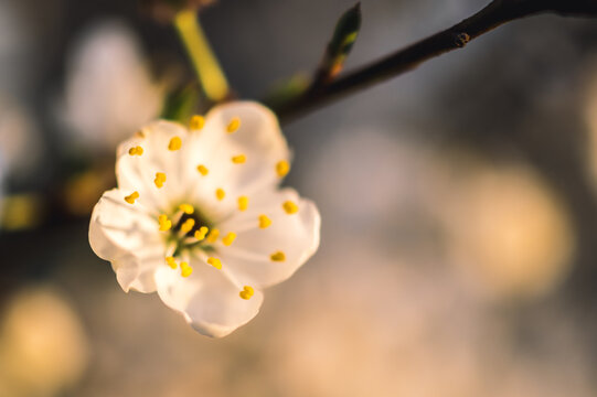 wiosenne kwitnące drzewa owocowe