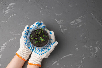 gardener in work gloves is engaged in plant growing on a dark background with copy space