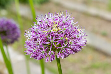 Purple color ornamental onion (Allium bulgaricum) in a botanical garden in Goettingen, Germany