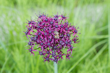Purple color ornamental onion (Allium bulgaricum) in a botanical garden