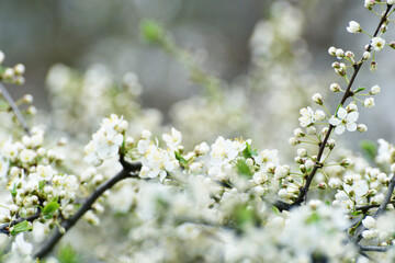 Spring blossom of sakura, spring cover photo 