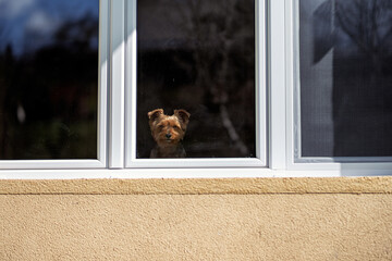 Yorkshire Terrier looking from window