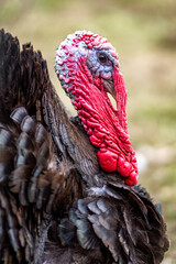 Head of turkey