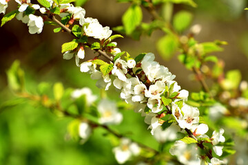 Close-up branch in blossom flowers,photo