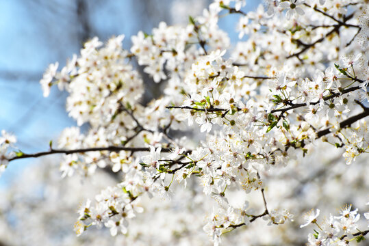 Spring blossom of sakura, spring cover photo 