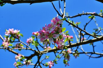 tree blossom