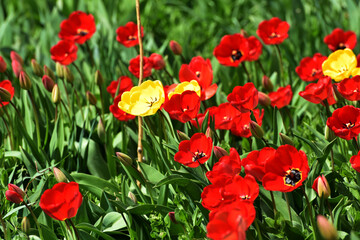 Set of tulips in spring in the garden,floral background