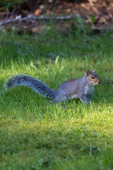 wild gray squirrel foraging around in a green lawn