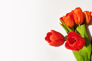 Greeting card with bouquet of fresh red tulips with green leaves on white wall background. March 8 Women's Day. Mother's Day. Grandma Day. Happy Birthday. Place for text.