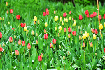 Set of tulips in spring in the garden,floral background