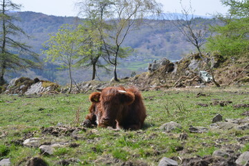 Fototapeta na wymiar Cumbrian Cows in the Lake District overlooking windermere
