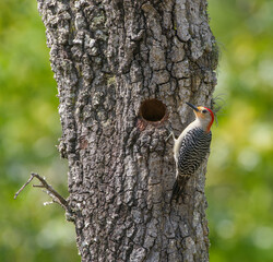 Red bellied woodpecker (Melanerpes carolinus) perched on turkey oak tree (Quercus laevis) by its nest hole, side view, green background, possibly young female