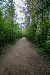 Fototapeta premium forest road