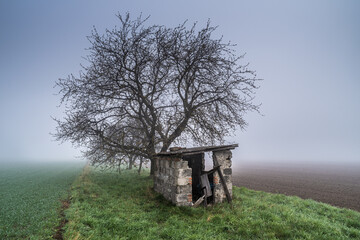 stary domek na polu pod drzewem we mgle © Henryk Niestrój