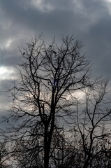 Tree with bare branches against dark cloudy sky, cold winter season, black silhouette tree against sky.