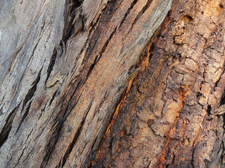 tree bark