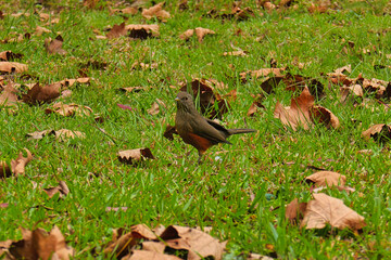 small bird brown