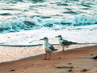 seagull on the beach