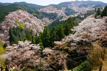 Yoshinoyama sakura cherry blossom . Mount Yoshino in Nara Prefecture, Japan's most famous cherry blossom viewing spot - 日本 奈良 吉野山の桜