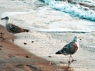 seagull on the beach