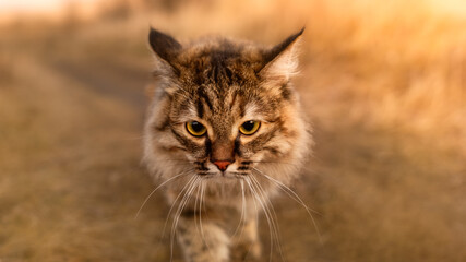 Siberian cat like a lynx walks along the path