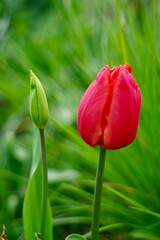 red tulip in the garden