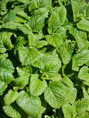 Lemon balm 