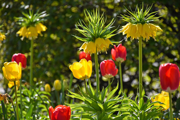 Strange yellow flowers and tulips in spring time