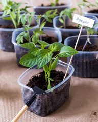 Early spring planting. Pepper seedlings grow in a plastic container. The concept of organic vegetable growing. 
