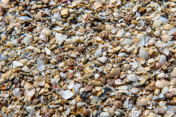 Seashells on the beach, Thailand
Ракушки на пляже, Тайланд