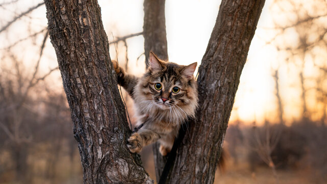 Fluffy Siberian cat on a poplar tree on the background of the sunset