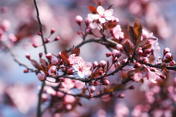 Beautiful spring pink blossoms on tree branches against blurred background, closeup