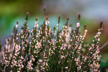 białe wrzosy na rozmytym tle © Henryk Niestrój