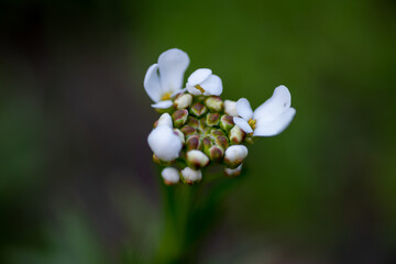 białe kwiaty na zielonym rozmytym tle w ogrodzie © Henryk Niestrój