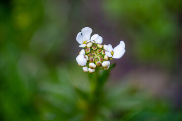 białe kwiaty na zielonym rozmytym tle w ogrodzie © Henryk Niestrój