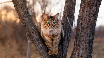 Siberian cat prepares to jump from a tree in the background of the sunset