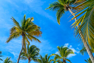 caribbean beach palm trees at the blue sky