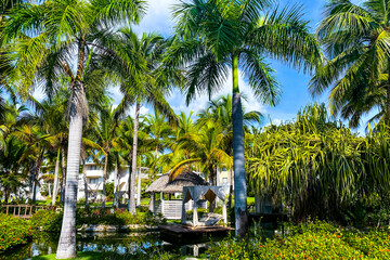 Fototapeta na wymiar Caribbean tropics, Dominican Republic. palm trees.