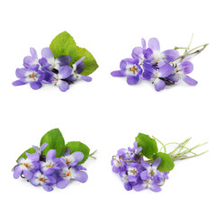 Fototapeta na wymiar Set with beautiful wood violets on white background. Spring flowers