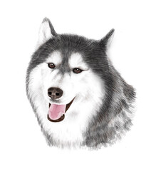 siberian husky dog