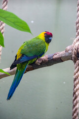 The horned parakeet (Eunymphicus cornutus) is a medium-sized parrot endemic to New Caledonia. It is called 