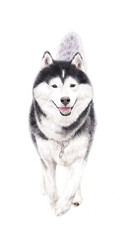 siberian husky dog