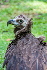 The cinereous vulture is a large raptorial bird that is distributed through much of Eurasia. It is thus one of the world's heaviest flying birds. Distinctly dark, with the whole body being brown 