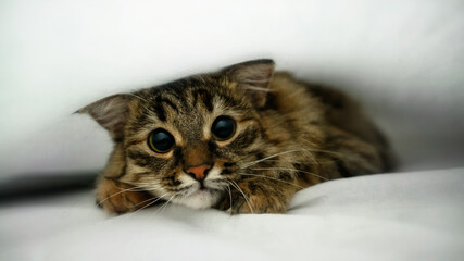 Siberian kitten hiding under a white blanket with big eyes