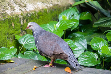 The wonga pigeon (Leucosarcia melanoleuca) is a pigeon that inhabits areas in eastern Australia. 
A large, plump pigeon that has a short neck, broad wings, and a long tail. 