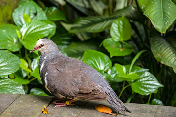 The wonga pigeon (Leucosarcia melanoleuca) is a pigeon that inhabits areas in eastern Australia. 
A large, plump pigeon that has a short neck, broad wings, and a long tail. 
