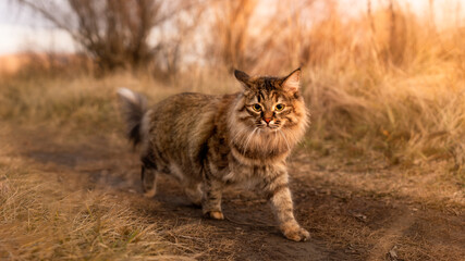 Naklejka na ściany i meble An important fluffy Siberian cat walks in the park in the grass along the path