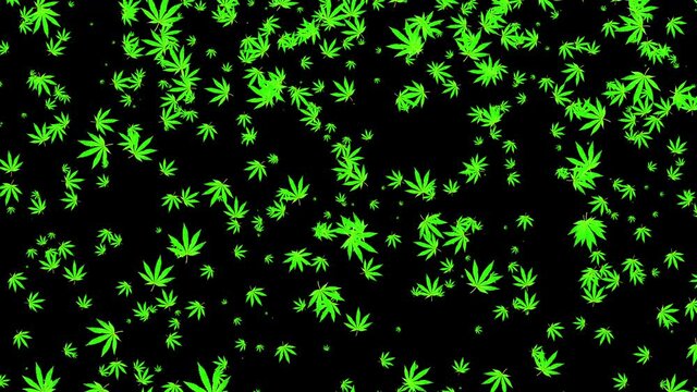 4k Falling Cannabis Leafs