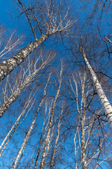 Birch trunks and tree crowns against the blue sky.