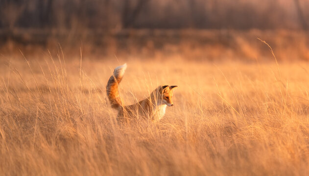 A red furry fox watches its prey in the dry grass © Roman